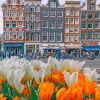 Beautiful Houses In Amsterdam And Tulips paint by numbers