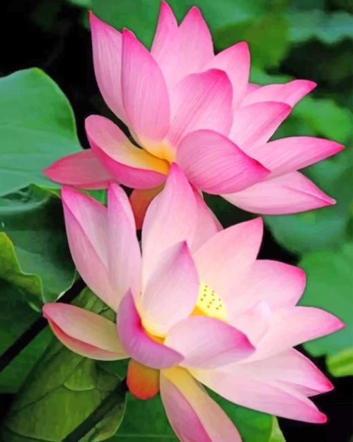 Beautiful Lotus Flower paint by numbers