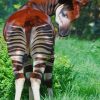 Beautiful Okapi paint by numbers