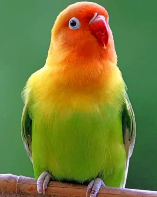 Beautiful Parrot paint by numbers