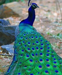 Beautiful Peacock paint by numbers