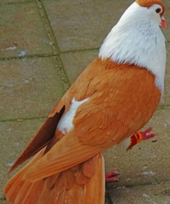 Beautiful Pigeon paint by numbers