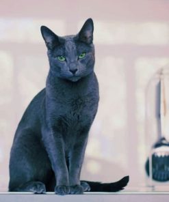 Beautiful Russian Grey Cat paint by numbers