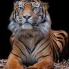 Beautiful Tiger Animal paint by numbers