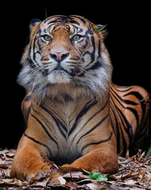 Beautiful Tiger Animal paint by numbers