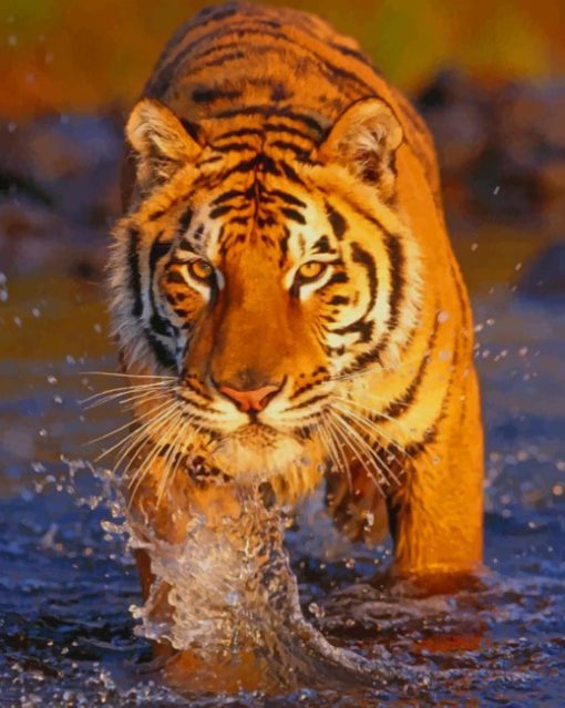 Bengal Tiger In The River paint by numbers