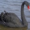 Big Black Swan With Red Mouth paint by numbers