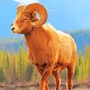 Bighorn Sheep Animal paint by numbers