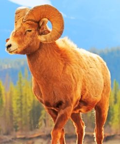 Bighorn Sheep Animal paint by numbers