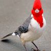 Bird With Red Head paint by numbers