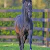 Black Thoroughbred Horse paint by numbers