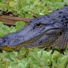 Black Alligator In Swamp paint by numbers