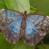 Black And Blue Butterfly On Leaf paint by numbers