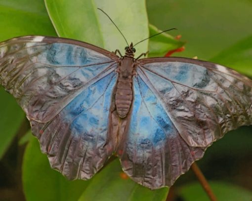 Black And Blue Butterfly On Leaf paint by numbers