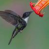 Black And White Hummingbird Flying Collared paint by numbers