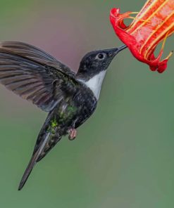 Black And White Hummingbird Flying Collared paint by numbers