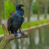 Black Bird Perch On Tree Branch paint by numbers