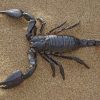 Black Emperor Scorpion In Desert Sand paint by numbers