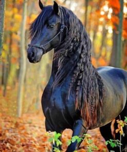 Black Horse paint by numbers