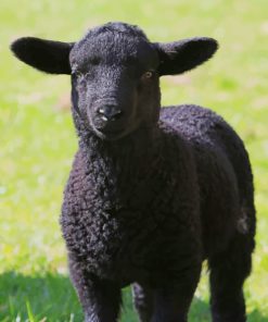 Black Lamb Sheep paint by numbers