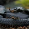 Black Mamba Snake Reptiles paint by numbers