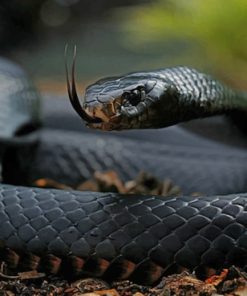 Black Mamba Snake Reptiles paint by numbers