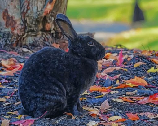 Black Rabbi Bunny Hare Wildlife paint by numbers