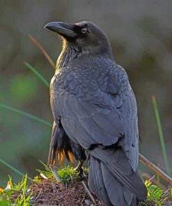 Black Raven Bird paint by numbers paint by numbers