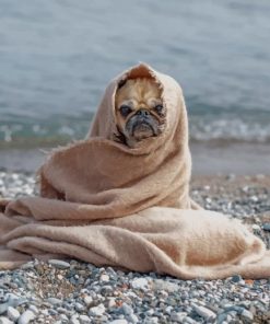 Blanket Pug On Rocky Shore paint by numbers