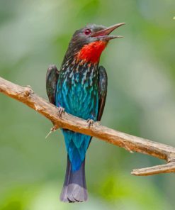 Blue And Red Finch Bird paint by numbers