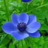 Blue Anemone Flower paint by numbers