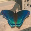 Blue Butterfly paint by numbers