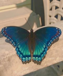 Blue Butterfly paint by numbers