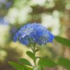 Blue Hydrangea Flower paint by numbers