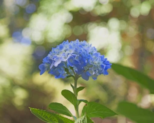 Blue Hydrangea Flower paint by numbers