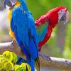 Blue Macaw And Scarlet Macaw paint by numbers