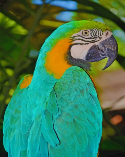 blue macaw paint by numbers