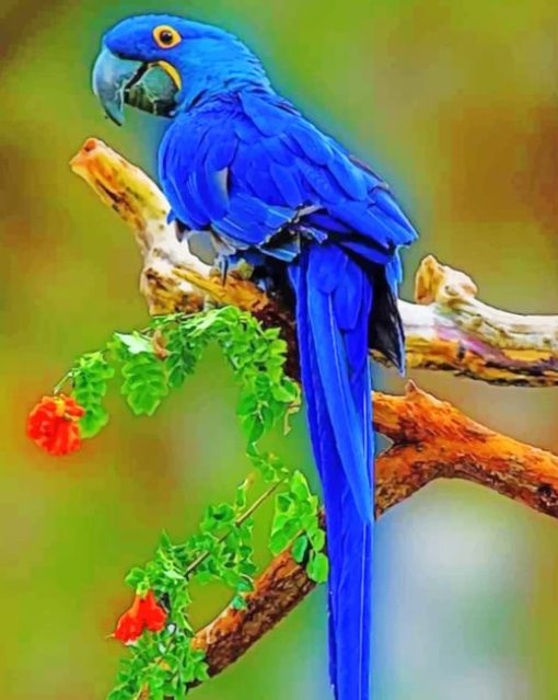 Blue Macaw paint by numbers