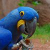 Blue Macaw Parrot Bird paint by numbers