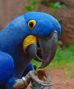 Blue Macaw Parrot Bird paint by numbers