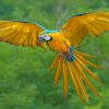 Blue And Yellow Macaw Bird Flying paint by numbers