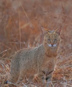 Bobcat Animal paint by numbers