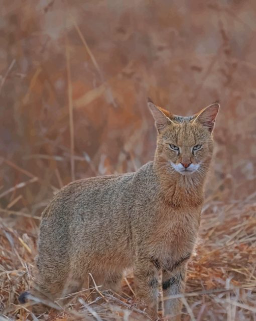 Bobcat Animal paint by numbers