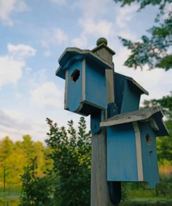 Bright Blue Bird Houses paint by numbers