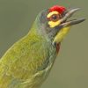 Bright Green Bird With Wide Open Beak paint by numbers