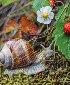 Brown Snail Fragaria paint by numbers