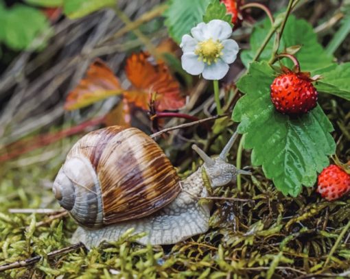 Brown Snail Fragaria paint by numbers