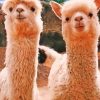 Brown Alpacas paint by numbers