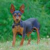 Brown And Black Miniature Pinscher Dog paint by numbers