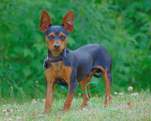 Brown And Black Miniature Pinscher Dog paint by numbers